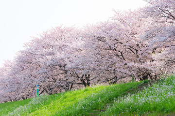 満開の桜並木