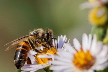 Insectes du marais de Montfort - Grésivaudan - Isère.