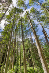 Pando, a system of over 40,000 clonal trees, all connected by their roots.   A 13 million pound organism in central Utah, is believed to have sprouted toward the end of the last Ice Age.