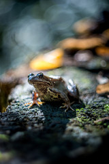 The common frog