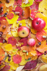 apples and autumn leaves with rain drops
