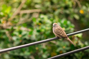 A bird on the wires.
