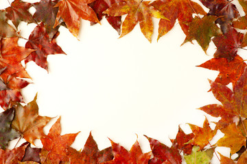 Maple leaves on a white background. Background from maple leaves in the form of a frame. Autumn background in brown, orange, red and yellow tones.