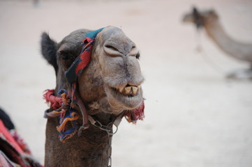 camel in petra, jordan