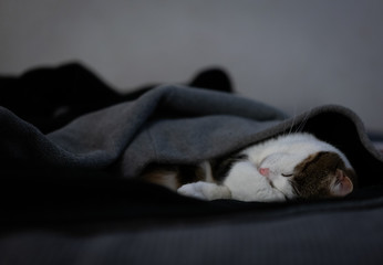 Kitten In The Covers