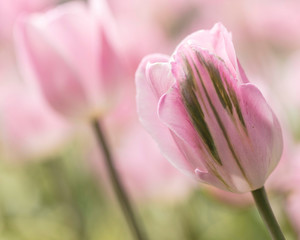 Pink Tulip