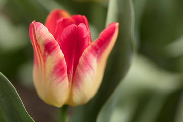 Two-toned Tulip