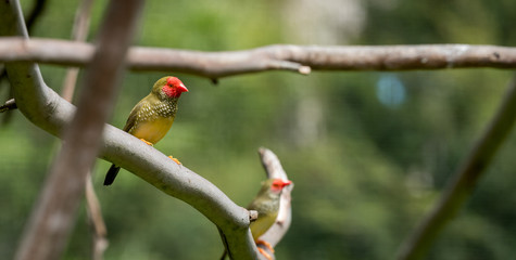 Small Birds