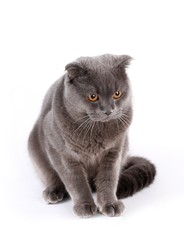 British shorthair cat