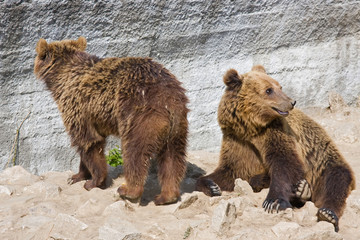 bear in zoo