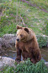 Plakat bear in zoo