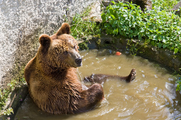 bear in zoo