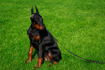 dog breed Doberman Pinscher