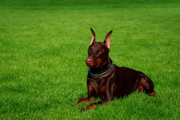 dog breed Doberman Pinscher