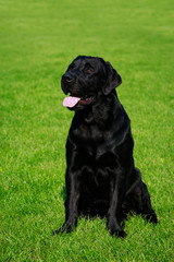 Dog breed Labrador