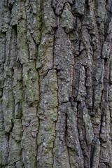 Naklejka premium tree bark texture