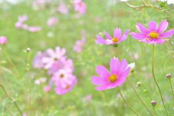 Fototapeta premium コスモス 花畑