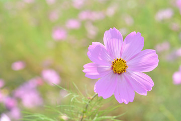 コスモス　花畑

