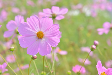 Fototapeta premium コスモス 花畑