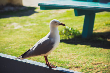 Seagull stand on fence