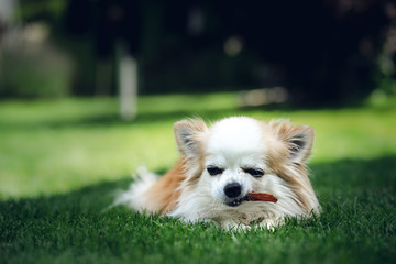 Chihuahua chewing on treat lying in grass