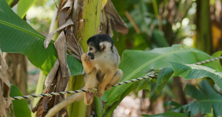 Squirrel Monkeys sitting on the rope