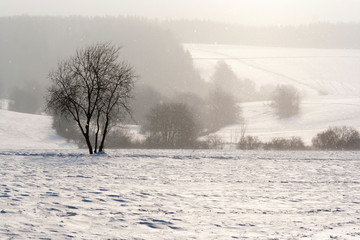 Falling snow in the winter landscape
