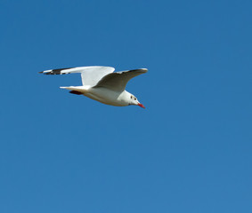 Fototapeta premium The brown-headed gull (Chroicocephalus brunnicephalus) is a small gull which breeds in the high plateaus of central Asia from Tajikistan to Ordos in Inner Mongolia. It is migratory, wintering on the c