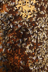 bees