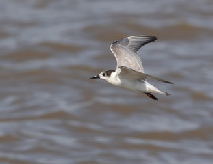Common tern. It is a seabird in the family Laridae. This bird has a circumpolar distribution, its four subspecies breeding in temperate and subarctic regions of Europe, Asia and North Am