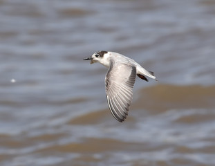 Common tern. It is a seabird in the family Laridae. This bird has a circumpolar distribution, its four subspecies breeding in temperate and subarctic regions of Europe, Asia and North Am