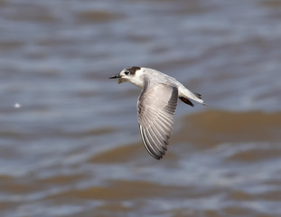 Common tern. It is a seabird in the family Laridae. This bird has a circumpolar distribution, its four subspecies breeding in temperate and subarctic regions of Europe, Asia and North Am