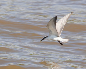 Fototapeta na wymiar Common tern. It is a seabird in the family Laridae. This bird has a circumpolar distribution, its four subspecies breeding in temperate and subarctic regions of Europe, Asia and North Am