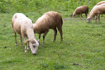 Obraz na płótnie Canvas sheeps