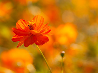 Wild flower back lit
