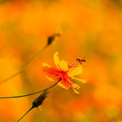 Wild flower and bee