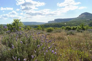 Fototapeta na wymiar A bush of flowering lavender against the backdrop of a mountain