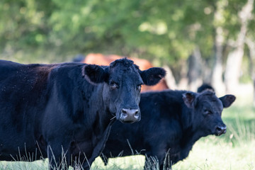 Black Angus cow and calf from chest up