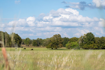Country pasture landscape