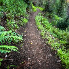 Mountain hiking trail in Big Sur California