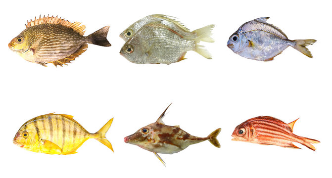 Collection fo sea fish isolated on white background..