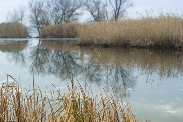 Autumn landscape. Overgrown with reeds bank of the Dnieper River, Zaporizhia region, Ukraine