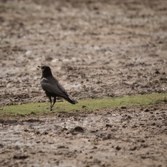 Rabenvogel 