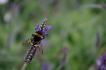 bee on flower