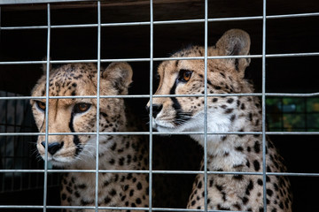 Close up isolated partial view of two adult cheetahs looking away, behind wired enclosure