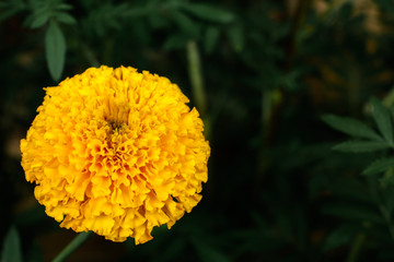 Creative out the top view, yellow marigold outstanding. Natural background, dark