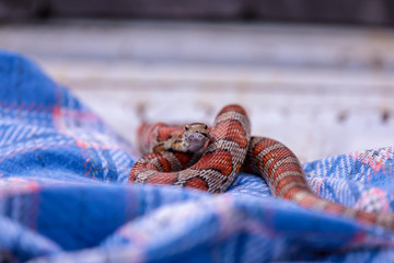 Fototapeta premium Closeup view on corn snake on a blanket