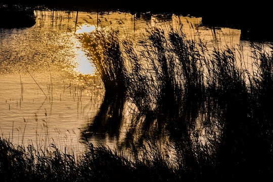 reflection of grass in water