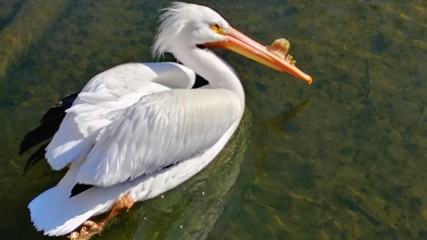 Pelican Close UP