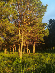 Fototapeta premium trees in the park